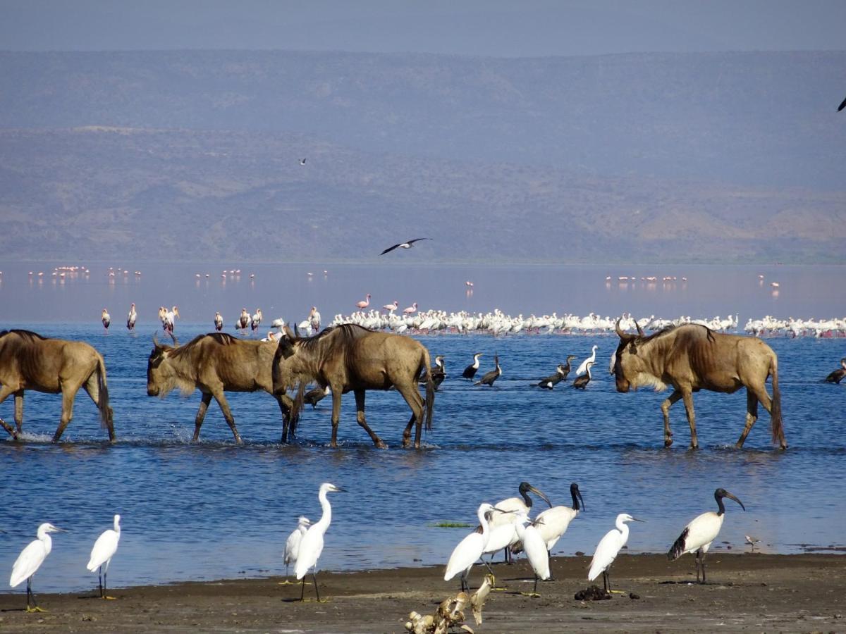 Mtowabaga Africa Safari Lake Natron מראה חיצוני תמונה